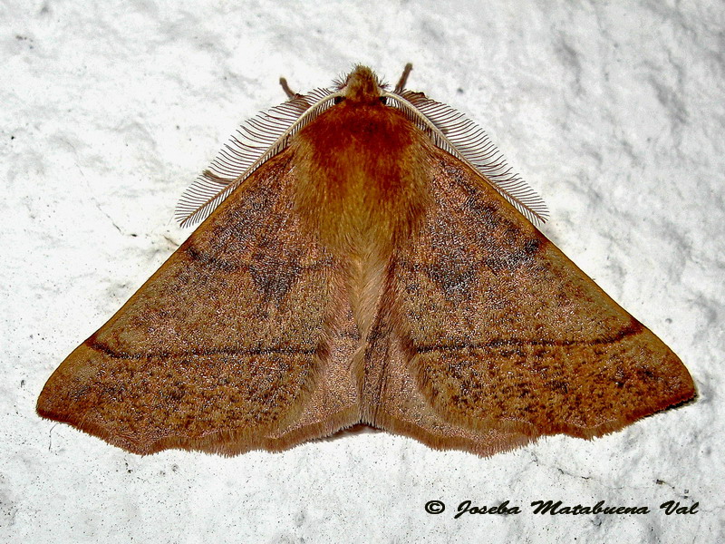 Colotois pennaria - Geometridae